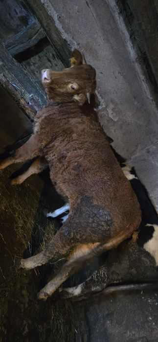 Vând  2 juninci  gestante