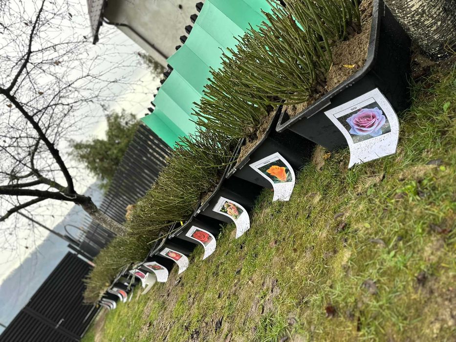 Butasi trandafiri altoiti.