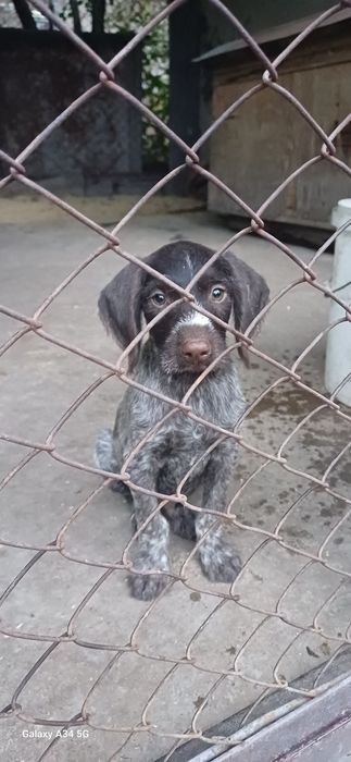 Дратхар шенки 2 аилық