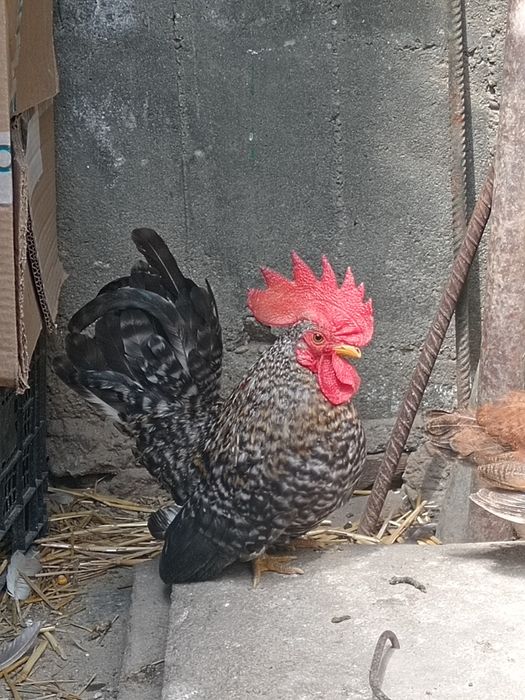 Cocoș Chabo Barat