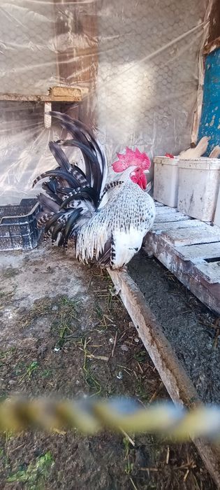 Cocoșei chabo de anul trecut