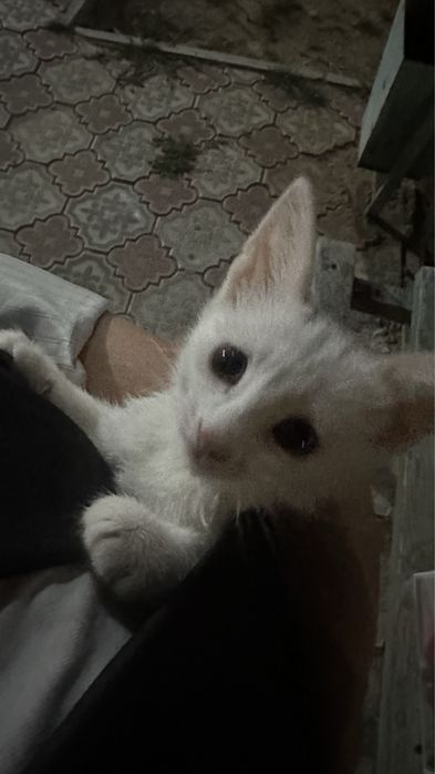 Белая кошечка ищет дом
