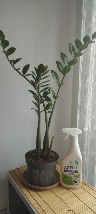 Замиакулькас или долларовое дерево.