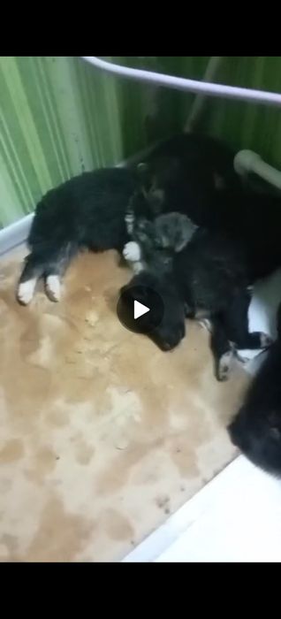 Щенки ищут семью