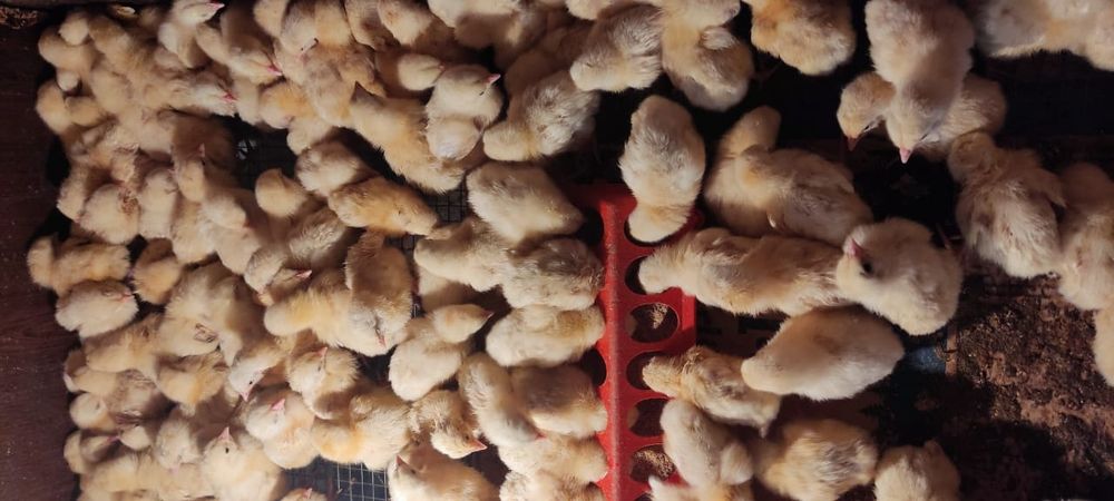 Продам бройлеров на