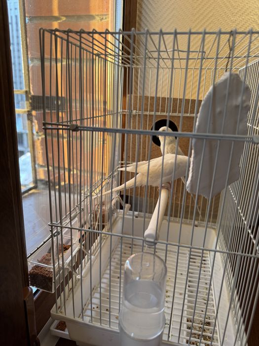 Волнистий папугай пара с клетками