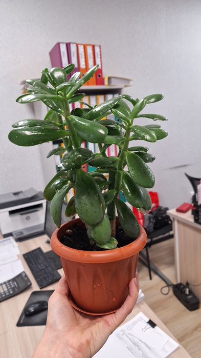 Денежное дерево ,толстянка (крассула)