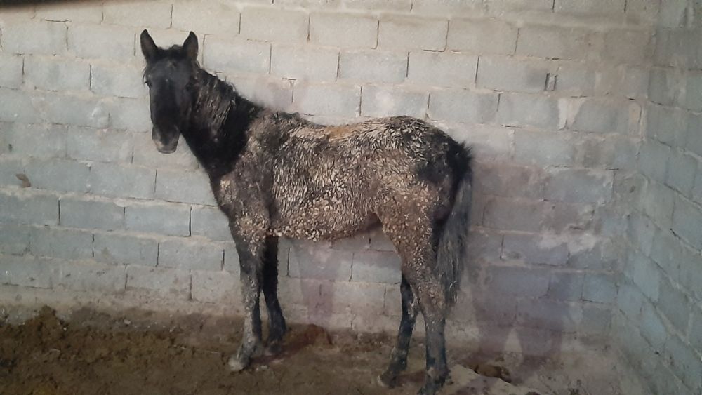 Тай сатылады, ургашы