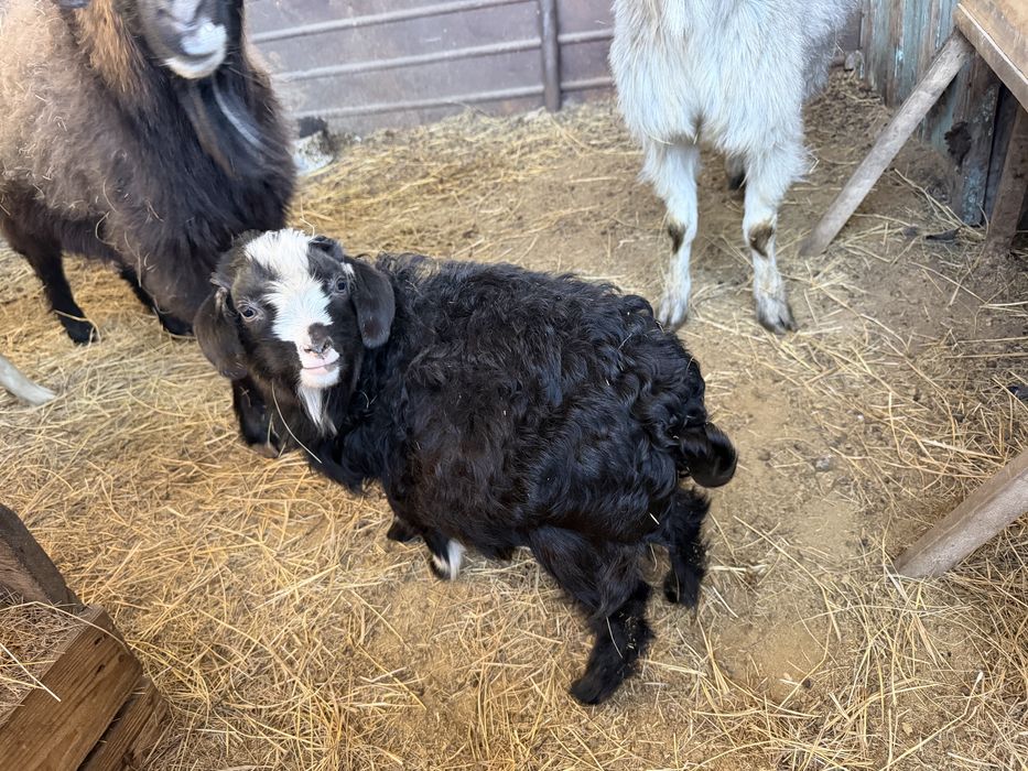 Козы 4 штук продам срочно !