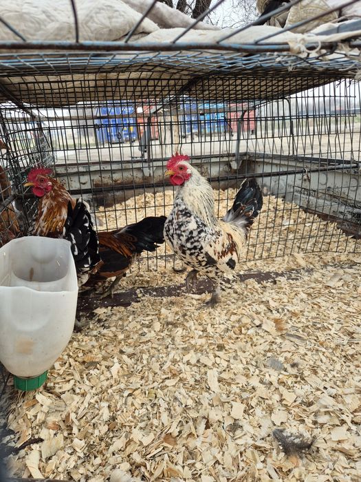 Карликовые петушки бентамки