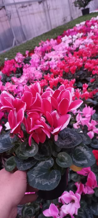 Flori 1-8martie cyclamen,garofite,zambile