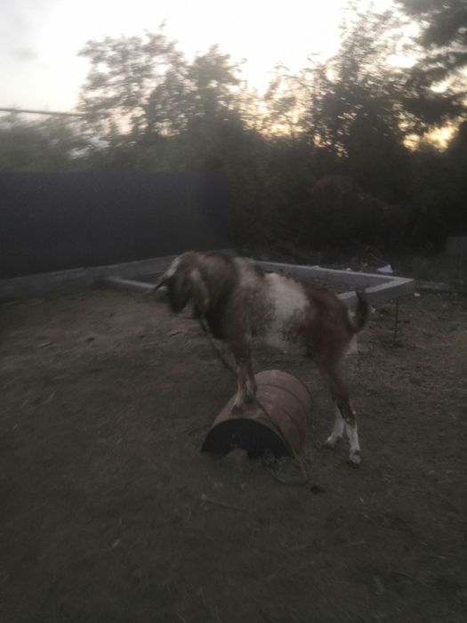 Англонуб теке  сатылады