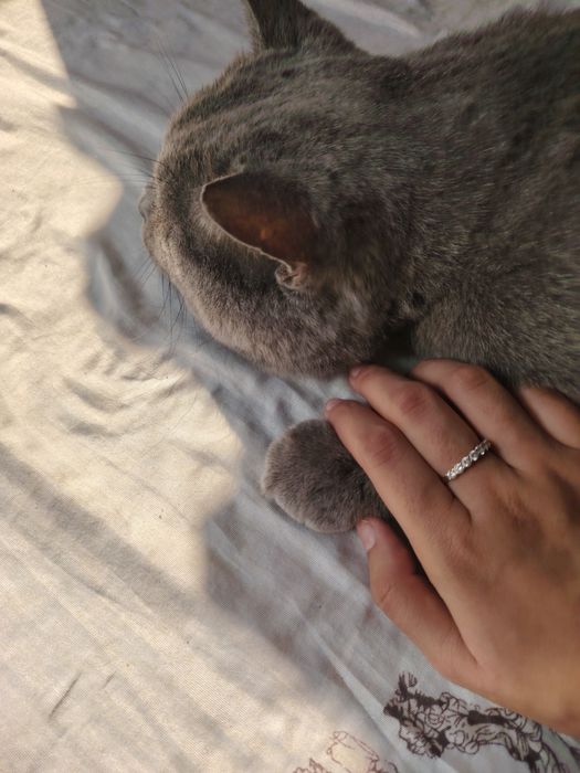 Сотилади гигант Британский