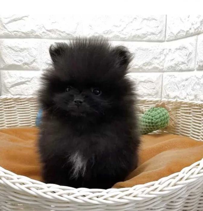 Померан мини и стандартен