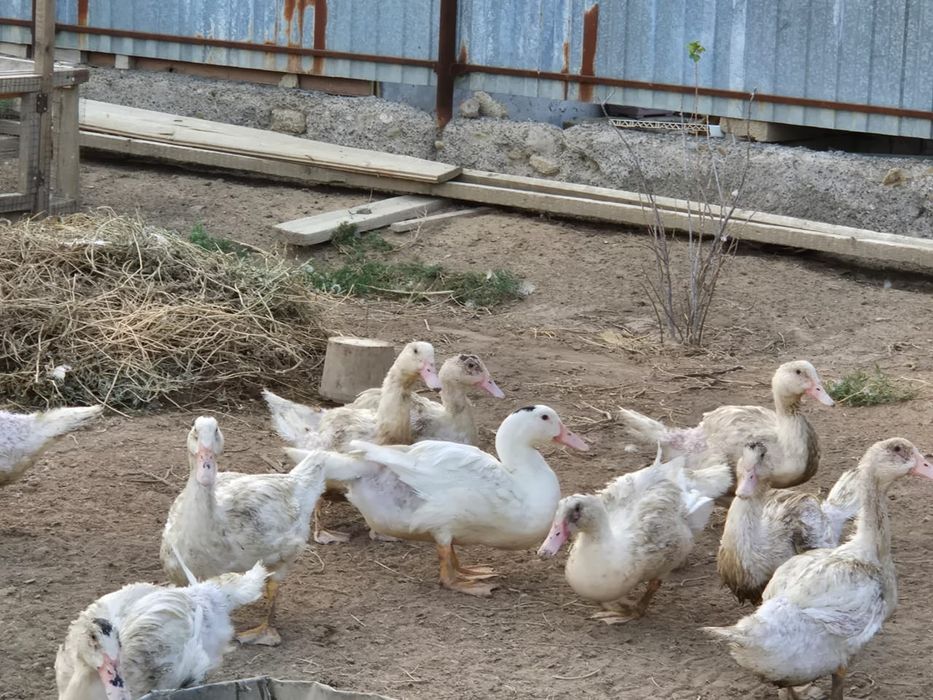 Продам уток мулард