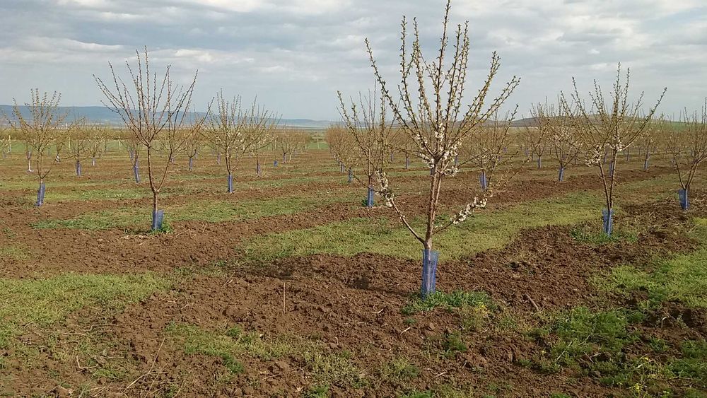 Продава се 11 дка млада черешова градина