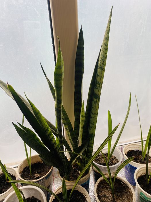 Продам щучий хвост