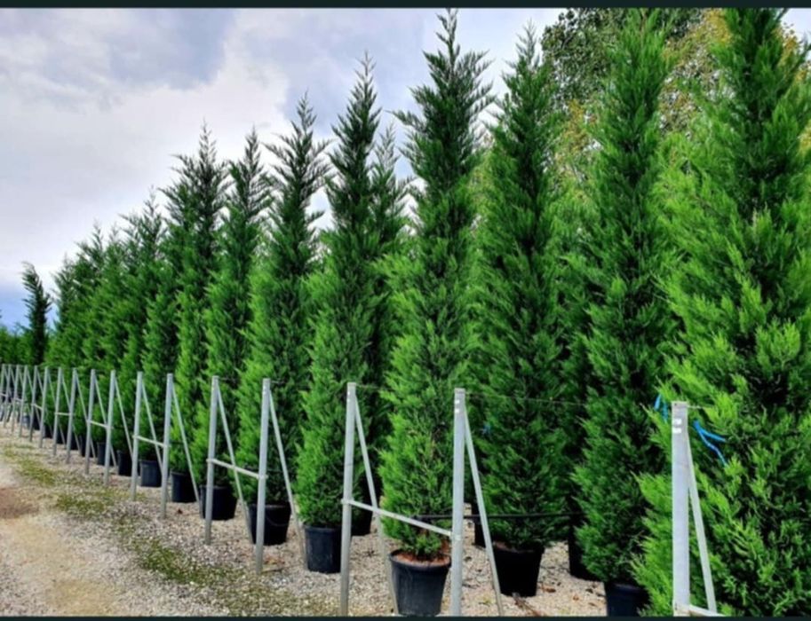 Leylandii, tuia de orice specie.  Brazi