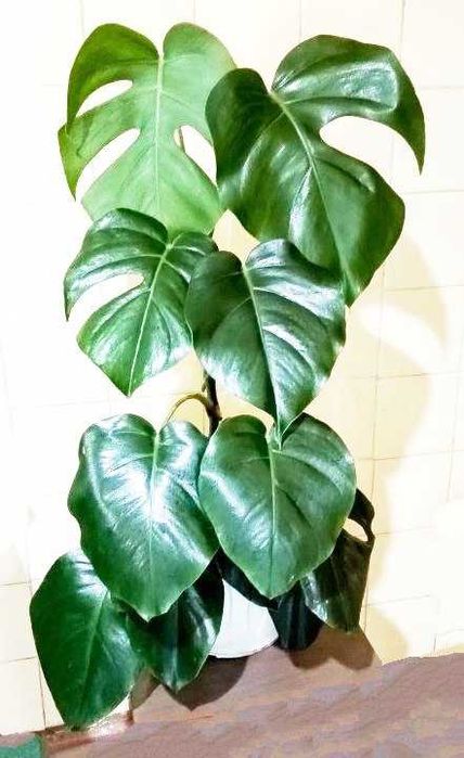 Продам. Монстера  (Monstera )