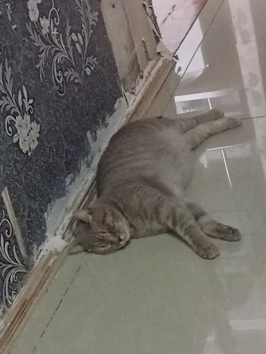 Отдам кота в хорошие руки