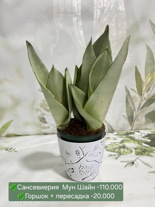 Сансевиерии разных сортов и размеров.