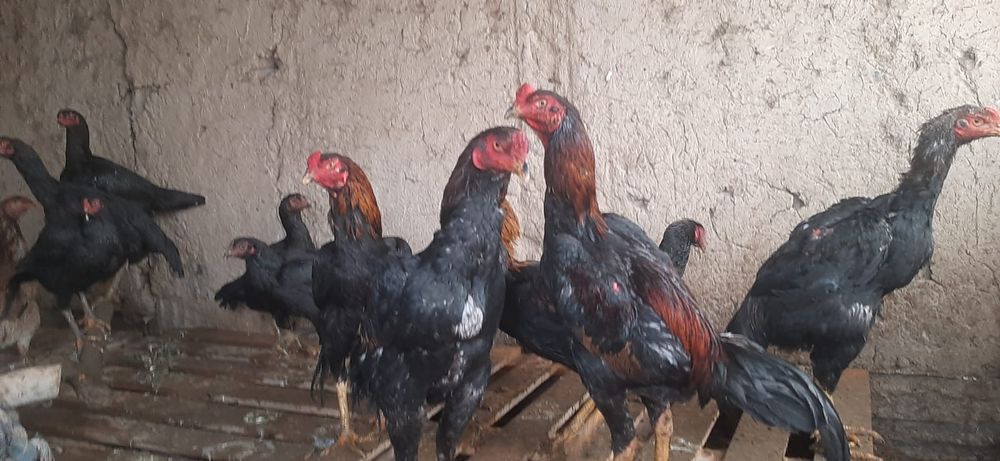 Дакан бойцовский есть