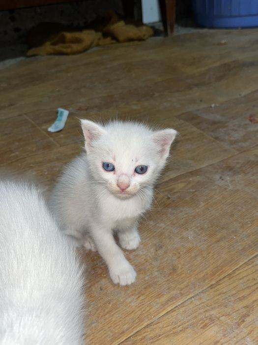 Котята, шотландская порода