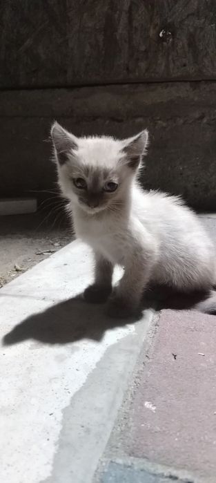 Бесплатно Котята мальчики