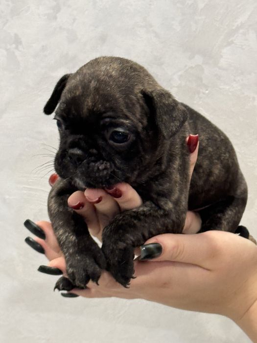 Щенки Французкого будьдога