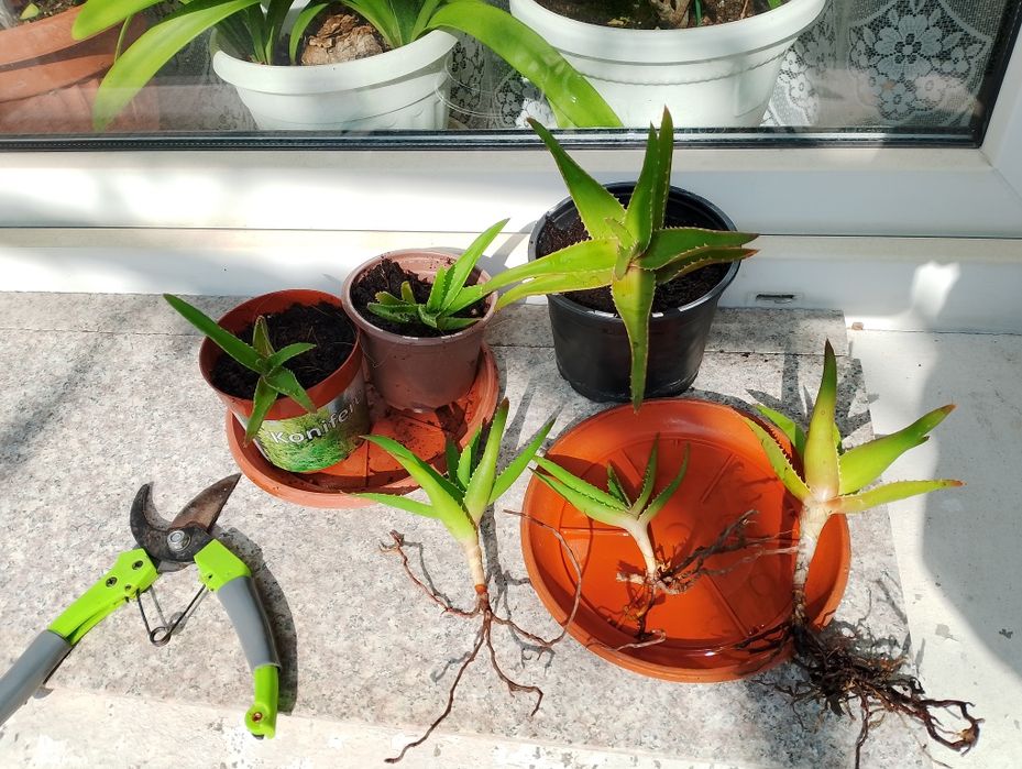 Стайни цветя, коренчета розмарин