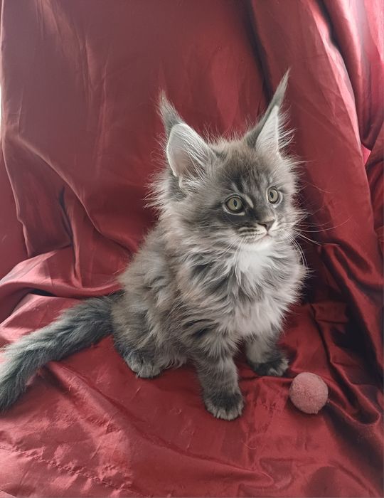 Maine Coon mascul, parinti cu pedigree