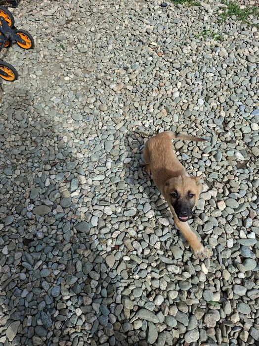 Cățelușe spre adopție