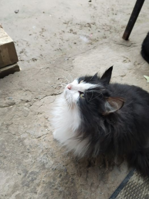 Mushuk opa uka tekinga