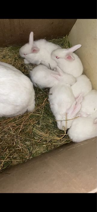 Hikol quyonlari toza qon