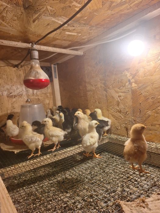 Pui din găini de țară de vânzare