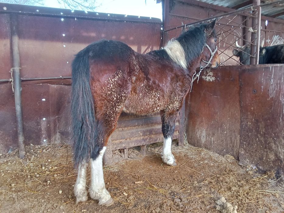 Тай сатылады семиз