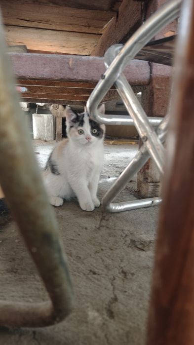 Котенок девочка трехцветная 2 месяца