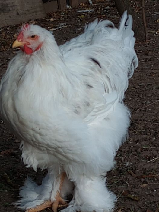 Vand cocosi si puici conchinchina urias