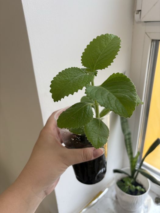 Продаются отростки