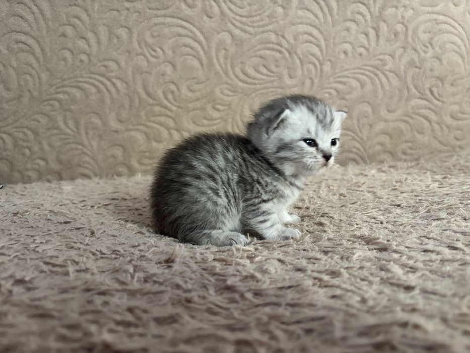 Отдам котят девочек британок