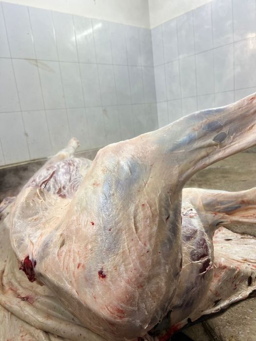 Сиыр, жылқы еті/мясо конины, телятины