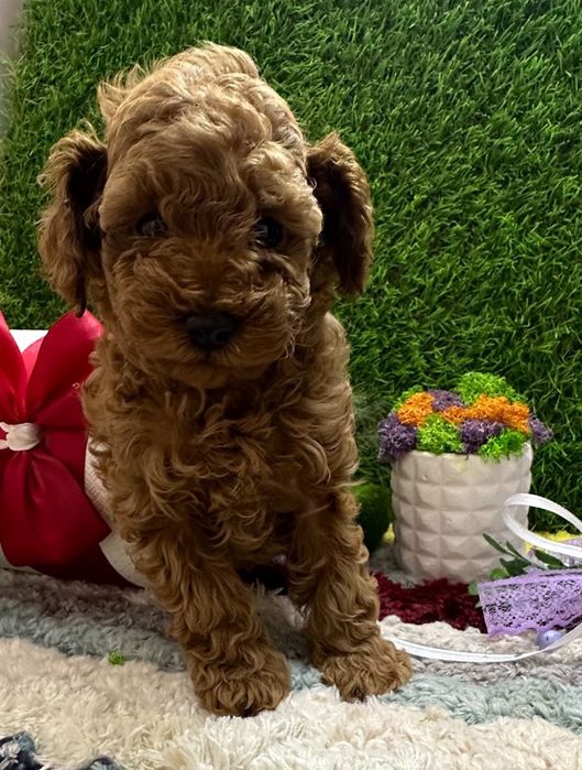 Pudel roșu talie mica