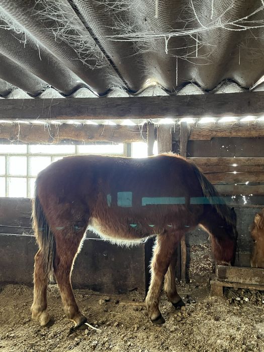 Еркек ірі жабағы сатамын или обмен