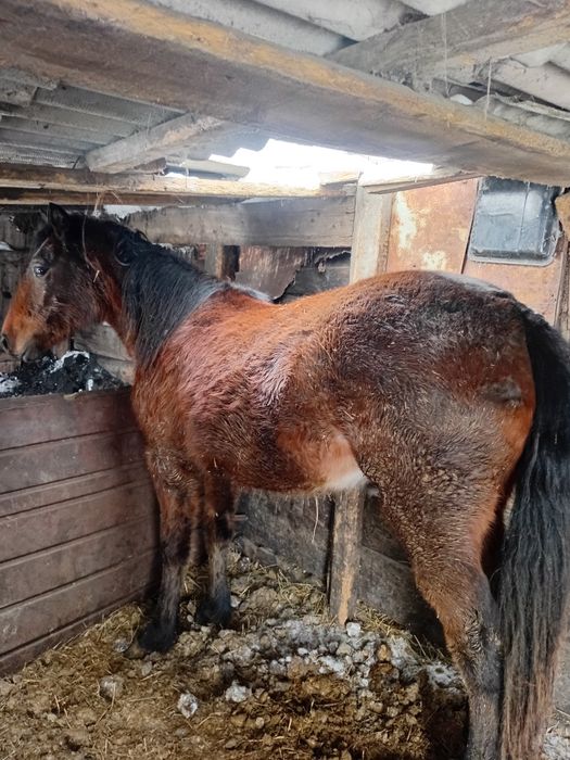 Продам тай кобылка