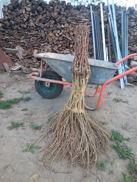 Butași viță de vie