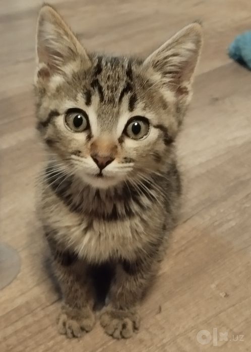 Котенок Мартин (3 мес)