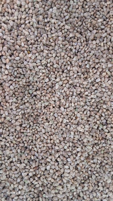 Эспарцет ұрығы бар