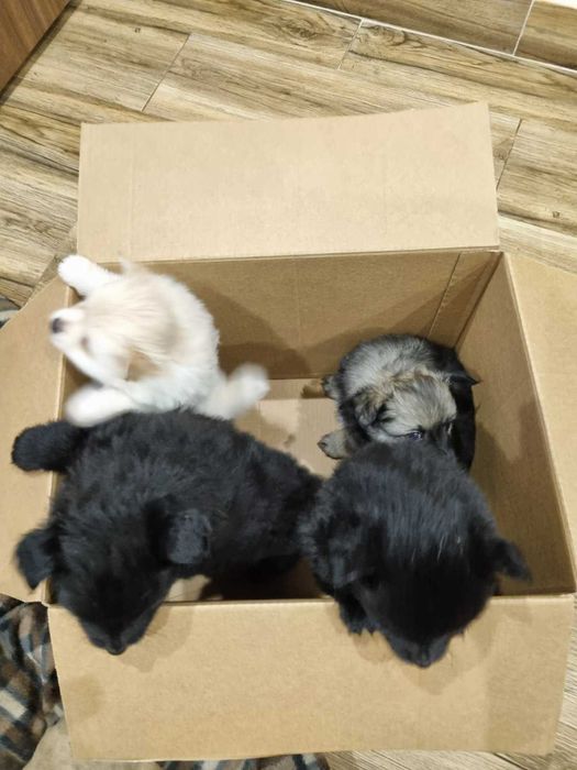 Продавам мини шпицове