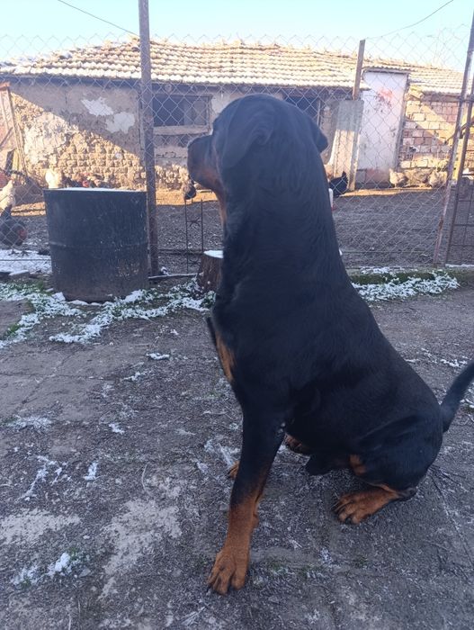 Ротвайлер - бебета