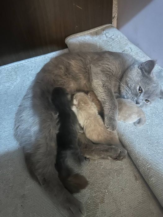 Bretanya kalta yungli Mushugi